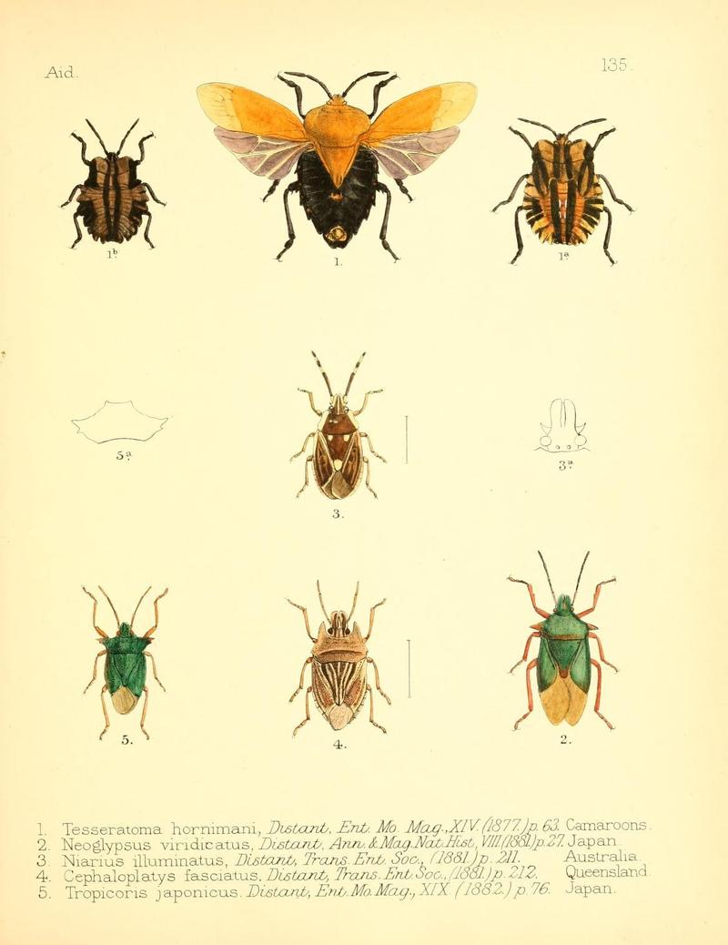 Aid to the identification of insects (Plate 135) (7796350734)
