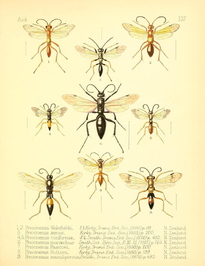 Aid to the identification of insects (Plate 137) (7796352200)