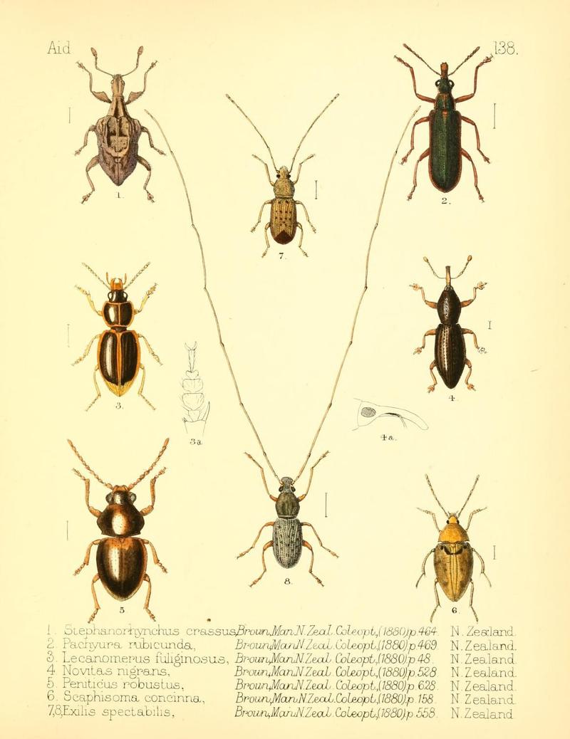 Aid to the identification of insects (Plate 138) (7796352940)