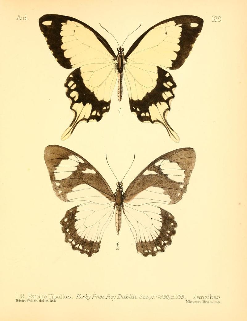 Aid to the identification of insects (Plate 139) (7796353682)