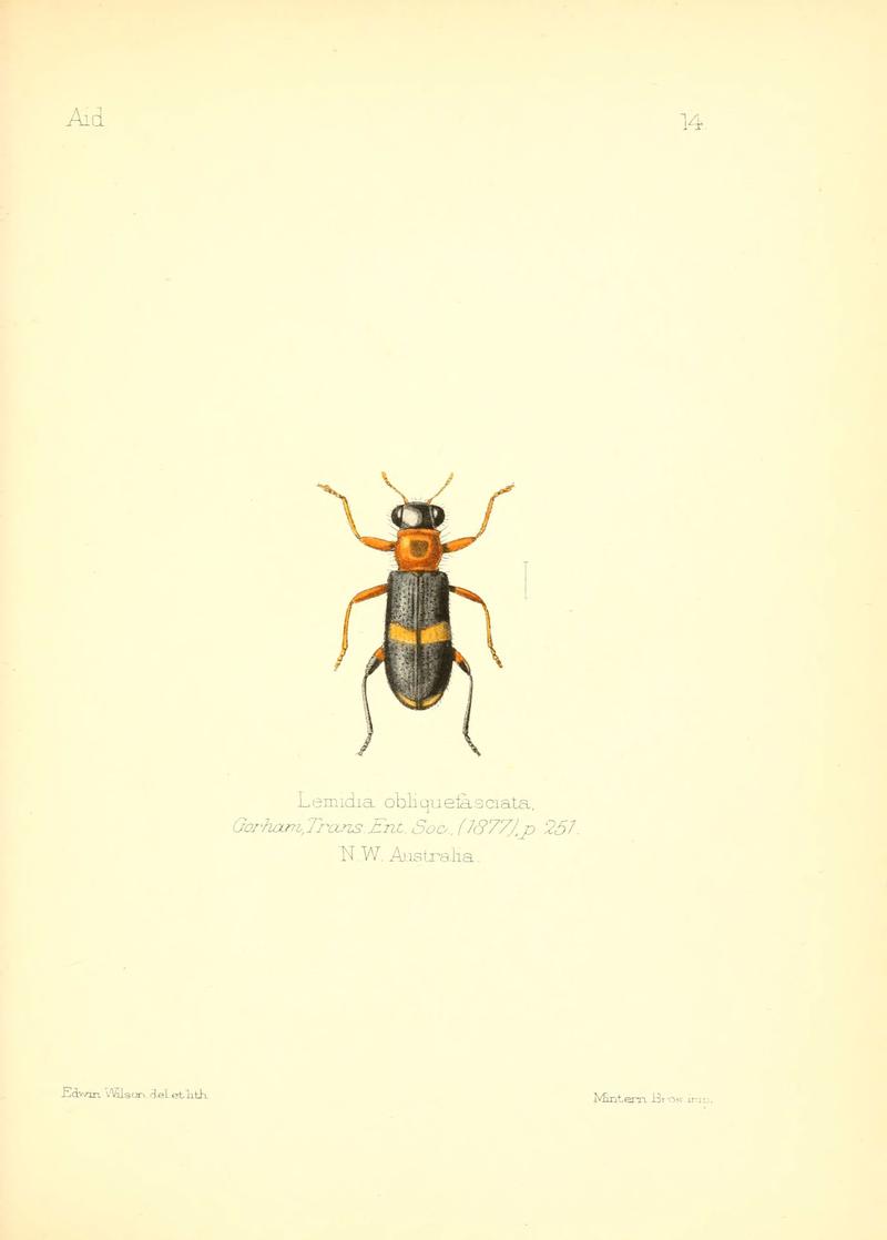 Aid to the identification of insects (Plate 14) (6025816005)