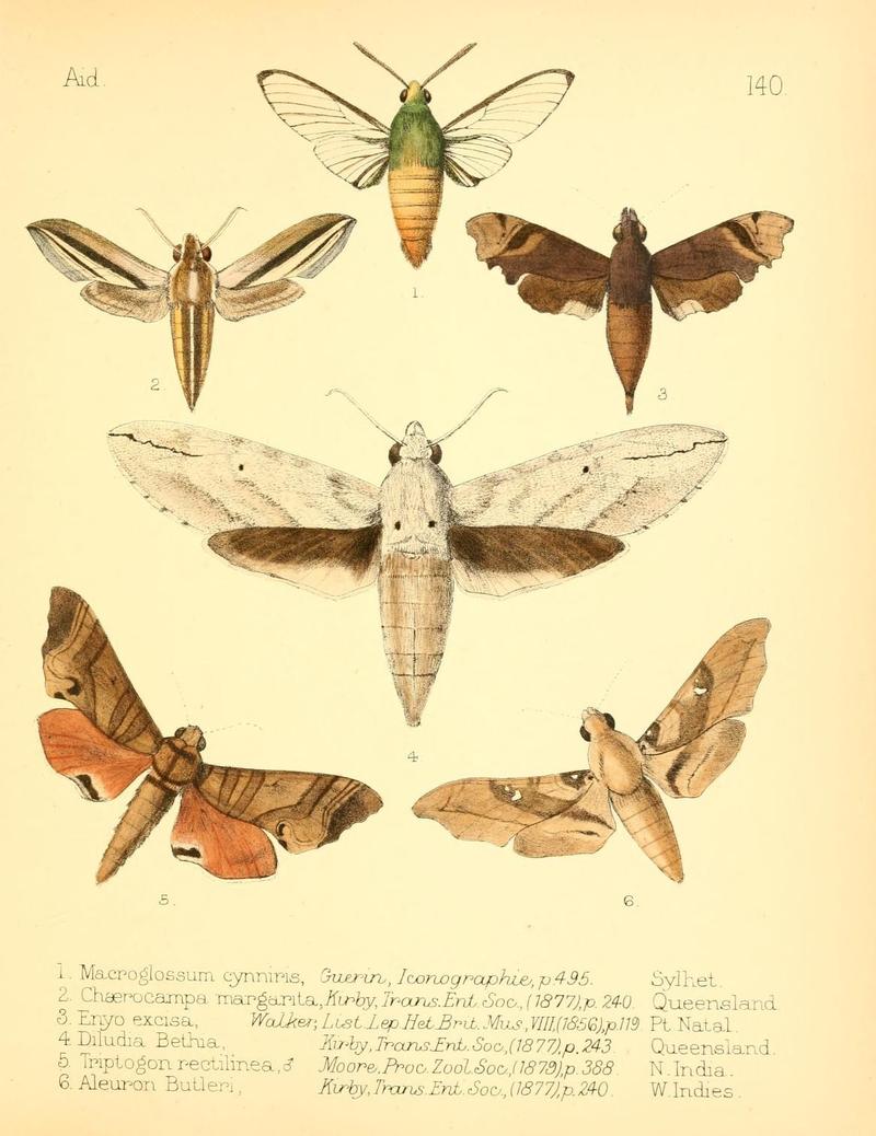 Aid to the identification of insects (Plate 140) (7796354462)