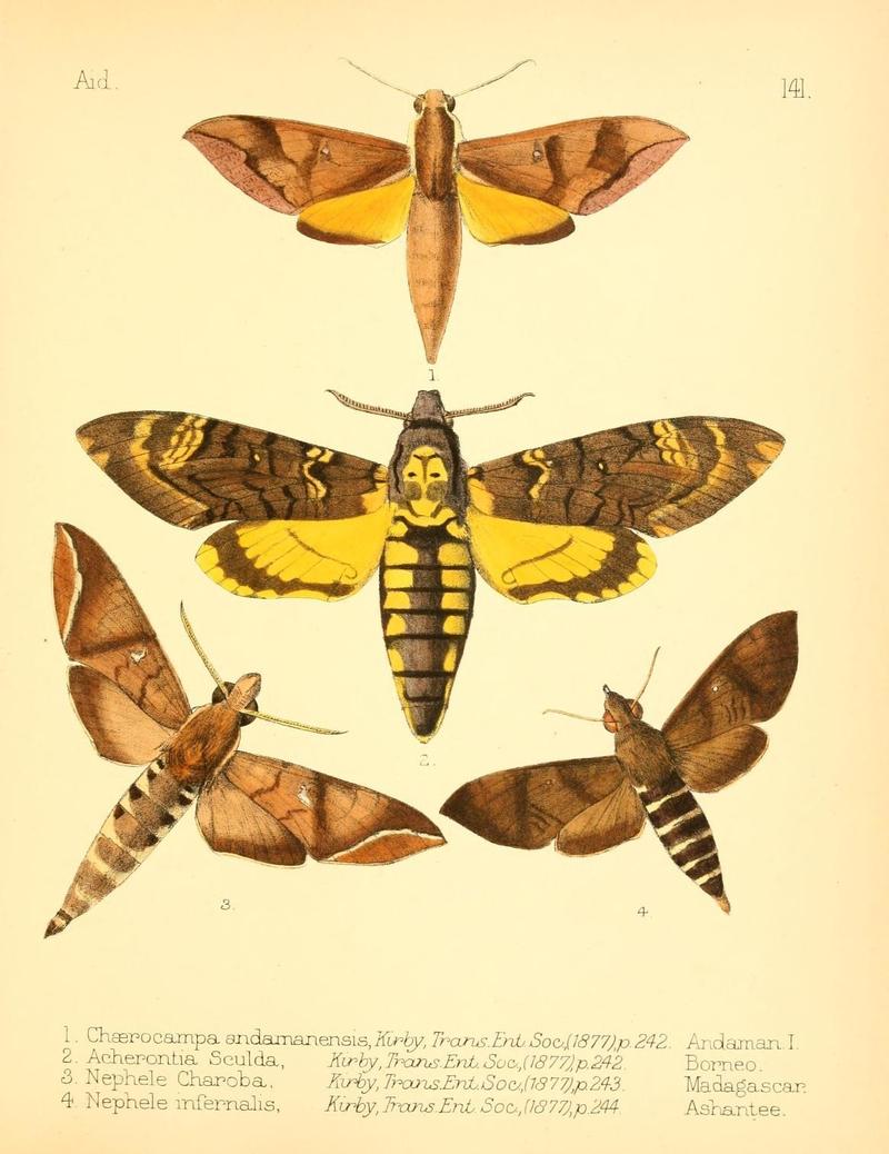 Aid to the identification of insects (Plate 141) (7796355436)