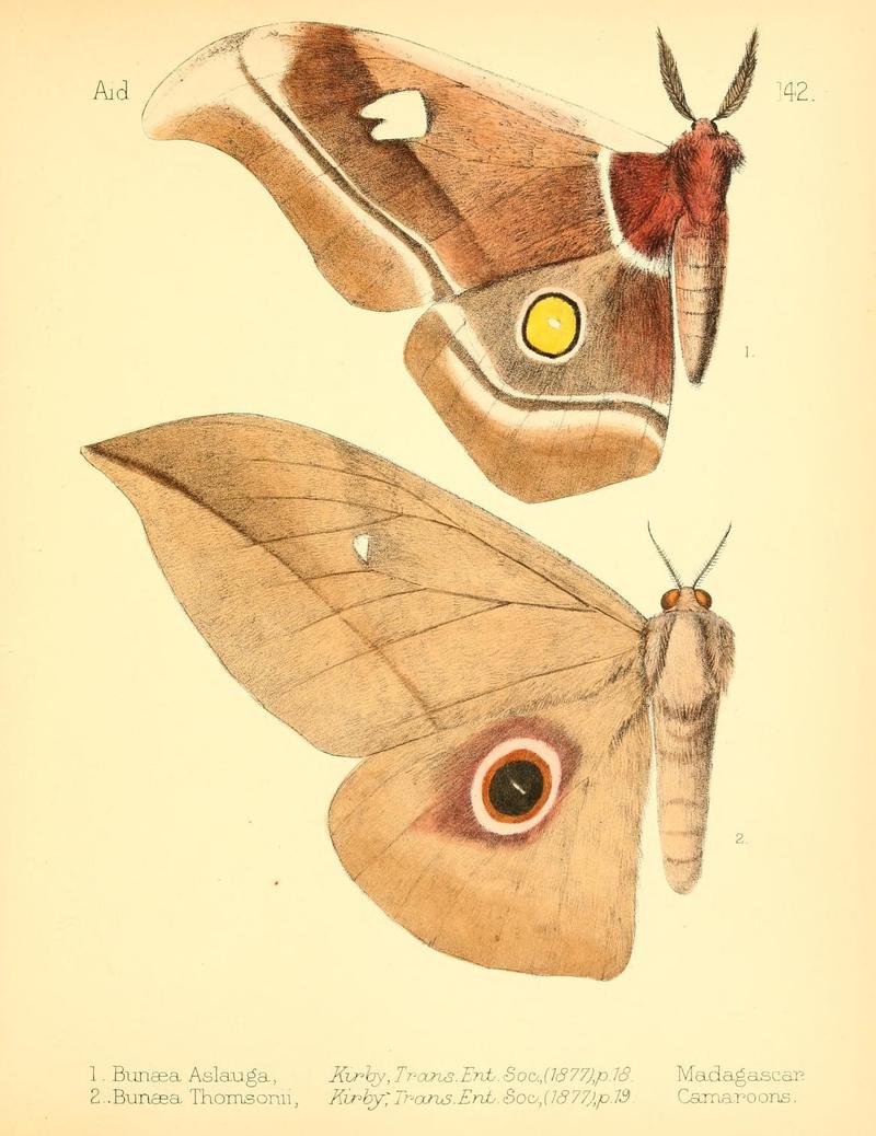 Aid to the identification of insects (Plate 142) (7796356258)