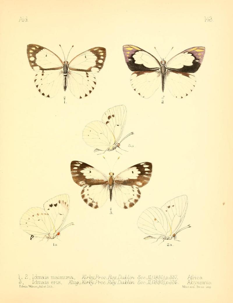 Aid to the identification of insects (Plate 143) (7796356970)