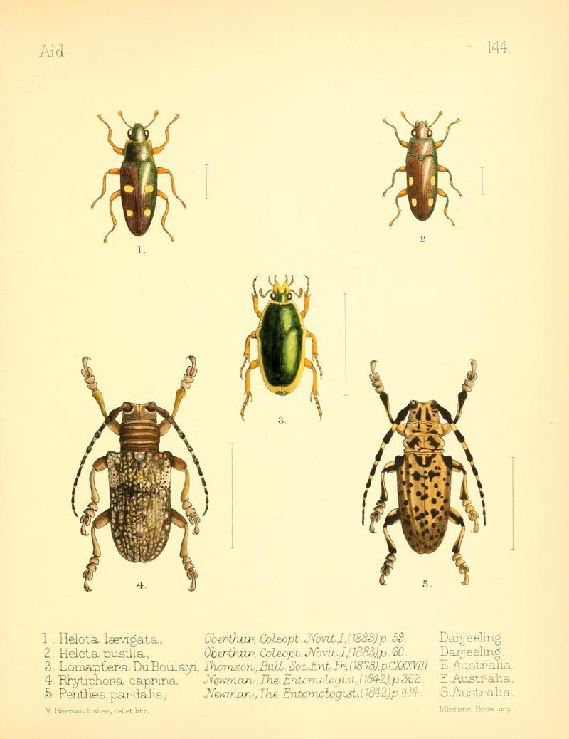 Aid to the identification of insects (Plate 144) (7796357714)