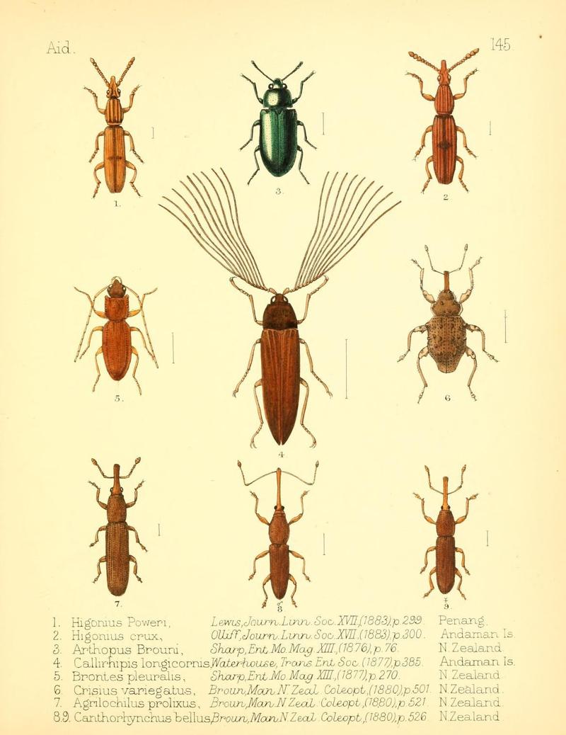 Aid to the identification of insects (Plate 145) (7796358554)