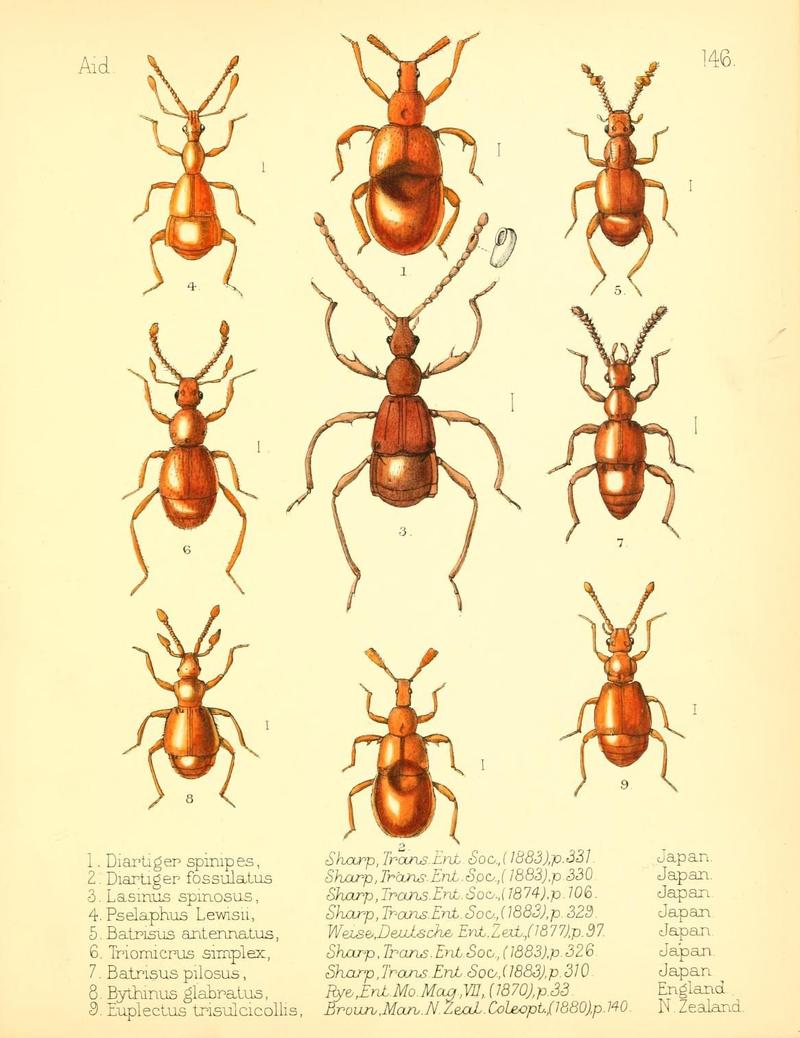 Aid to the identification of insects (Plate 146) (7796359254)