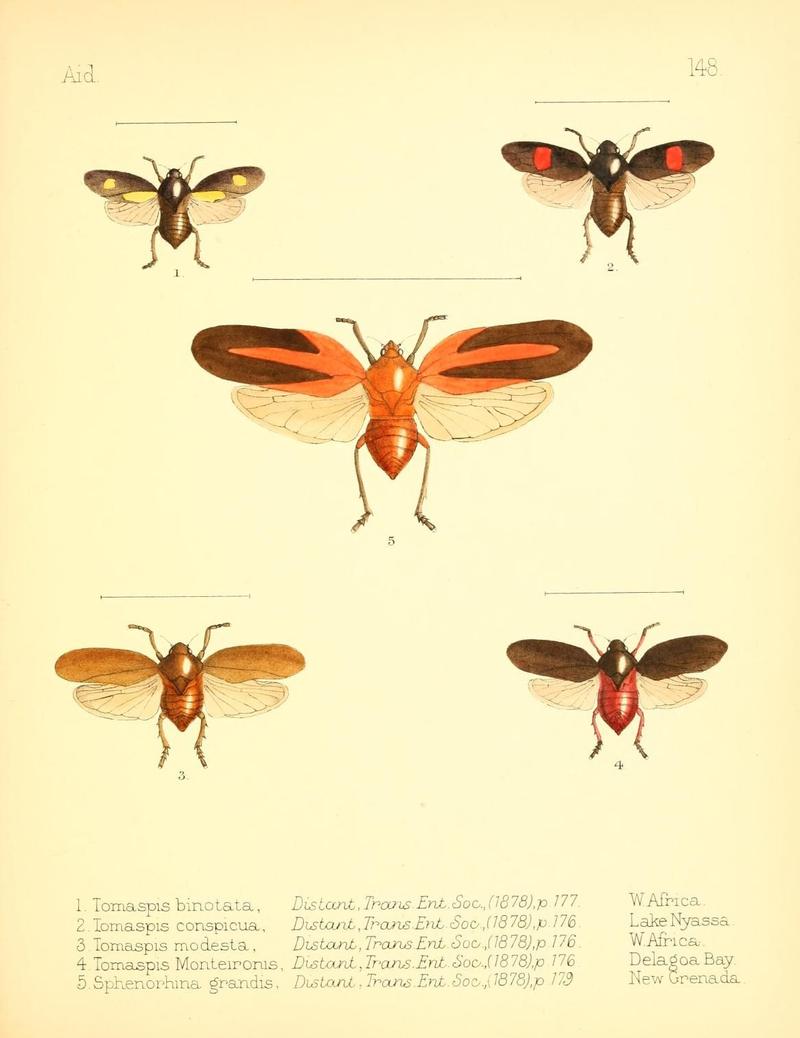 Aid to the identification of insects (Plate 148) (7796360704)
