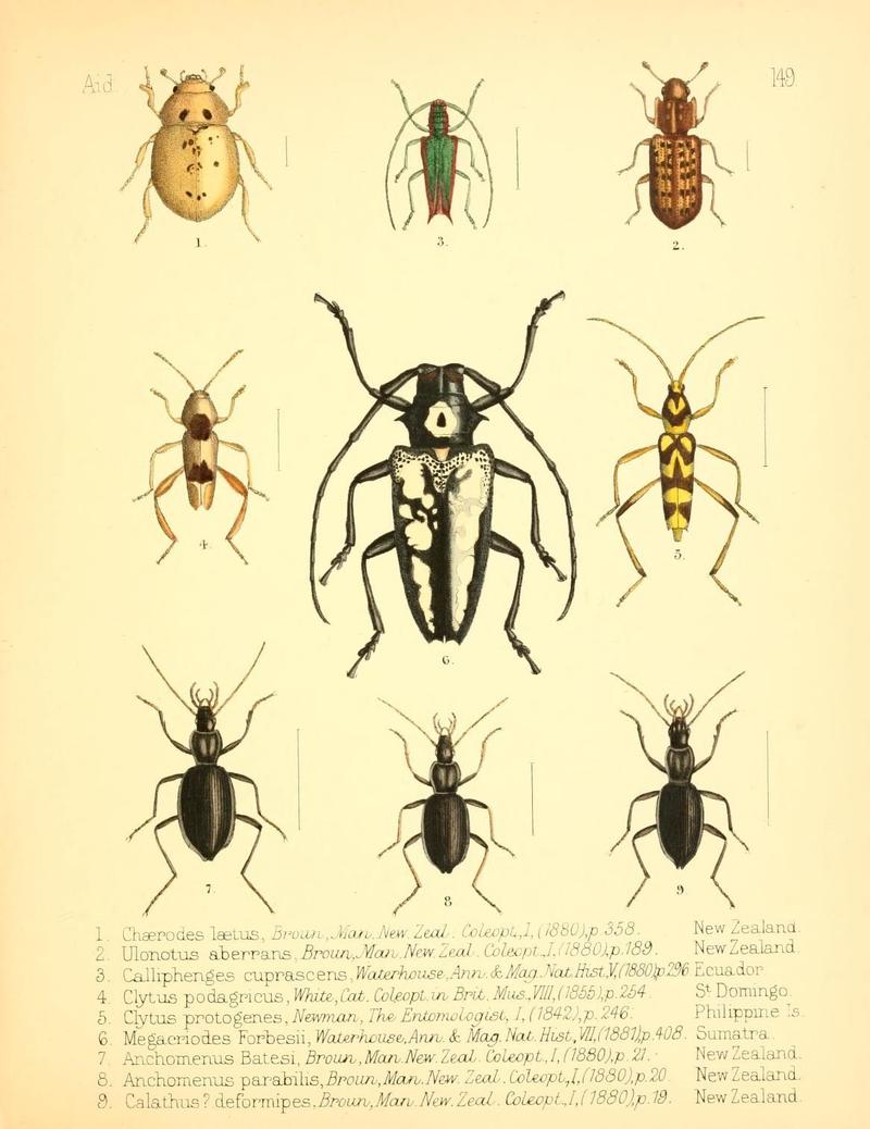 Aid to the identification of insects (Plate 149) (7796361398)