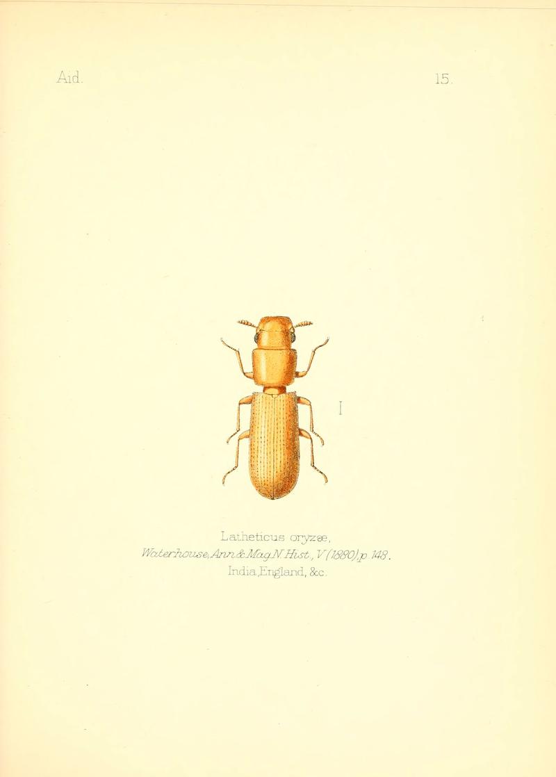 Aid to the identification of insects (Plate 15) (6026372780)