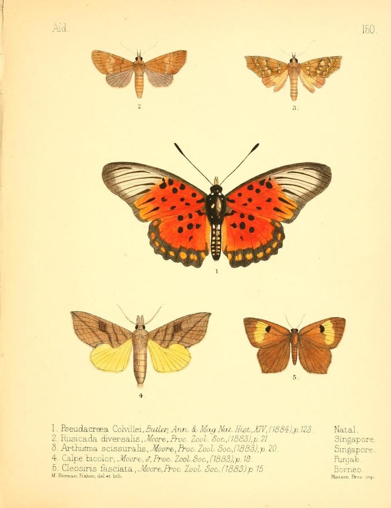 Aid to the identification of insects (Plate 150) (7796362112)