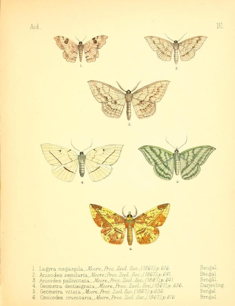 Aid to the identification of insects (Plate 151) (7796362846)