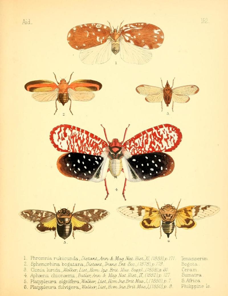 Aid to the identification of insects (Plate 152) (7796363678)
