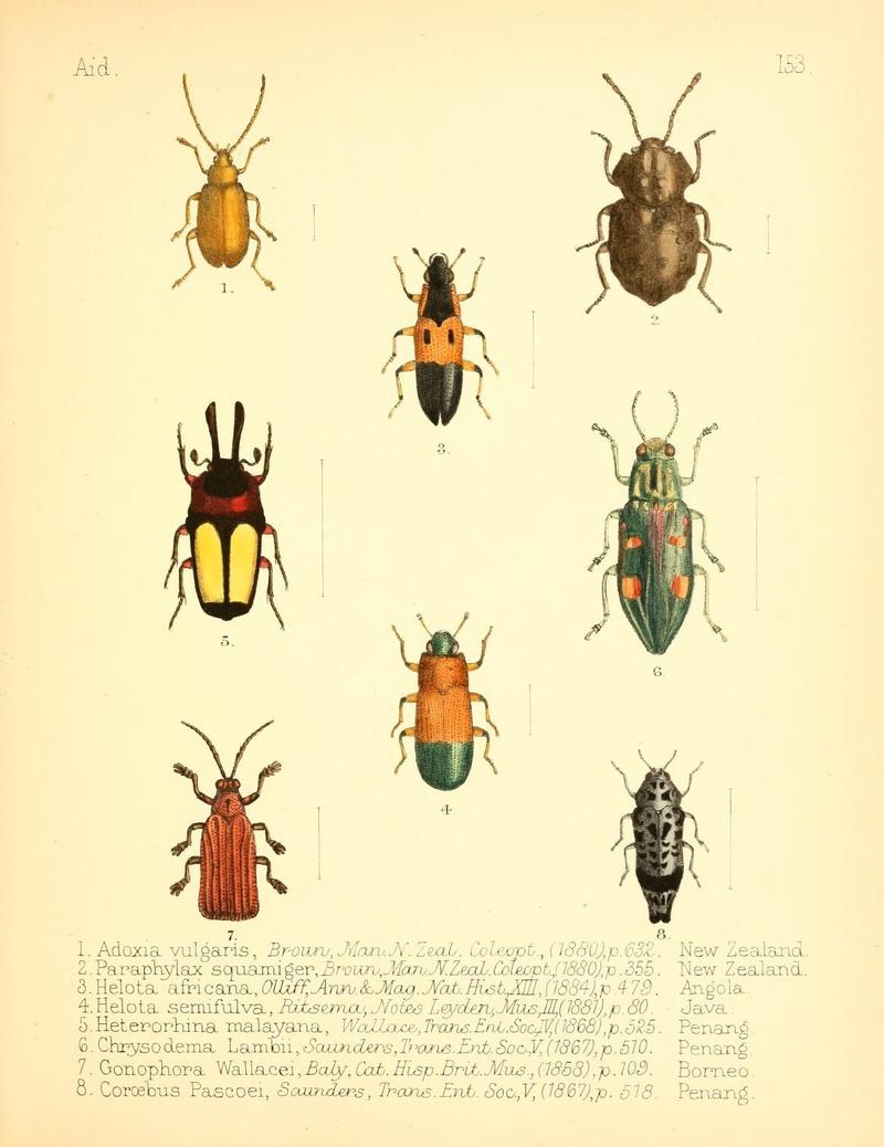 Aid to the identification of insects (Plate 153) (7796364676)