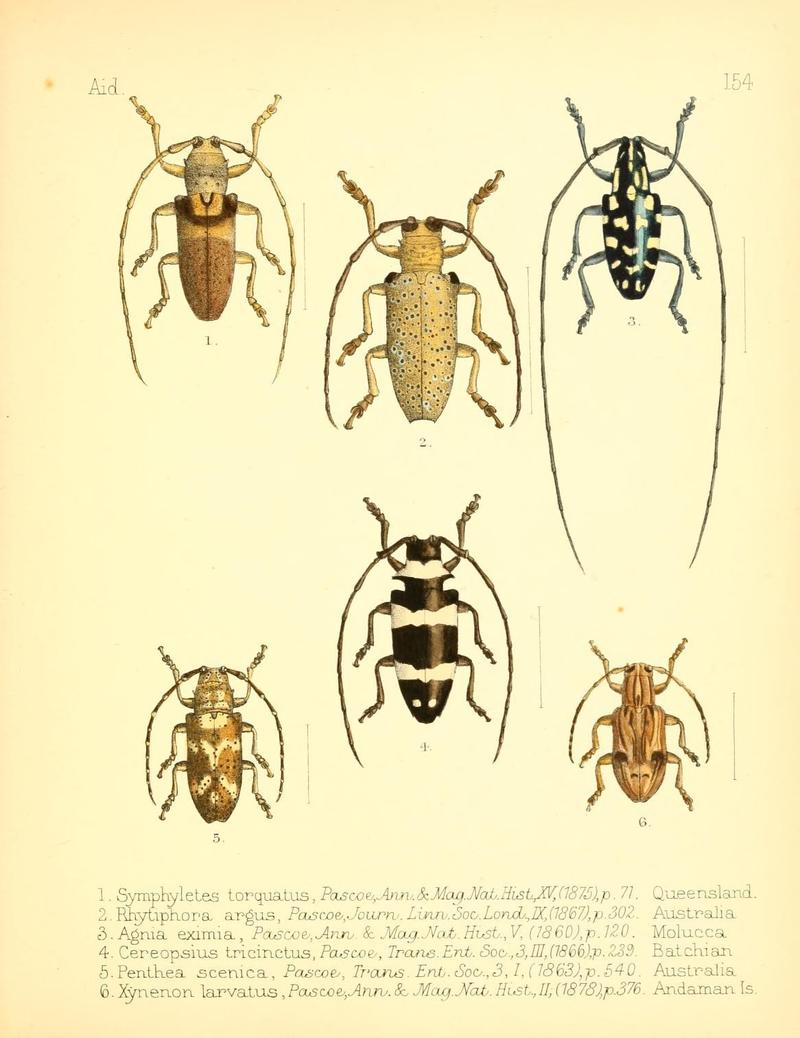 Aid to the identification of insects (Plate 154) (7796365432)