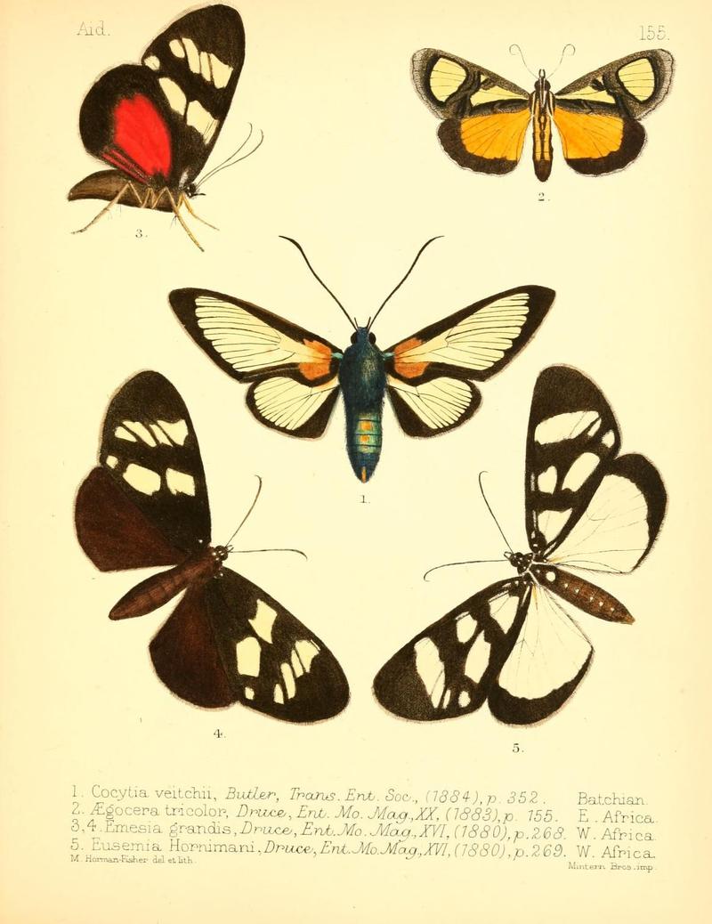 Aid to the identification of insects (Plate 155) (7796366312)