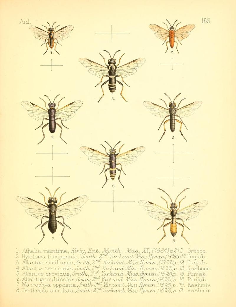 Aid to the identification of insects (Plate 156) (7796367202)