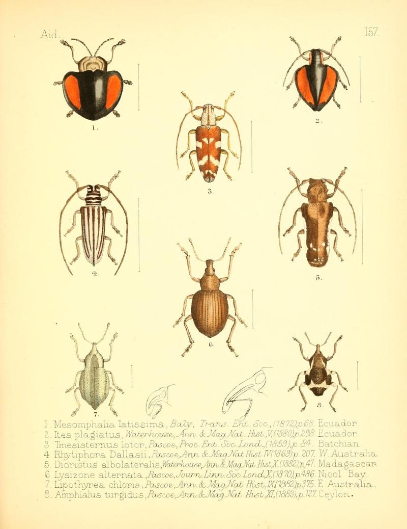 Aid to the identification of insects (Plate 157) (7796367948)