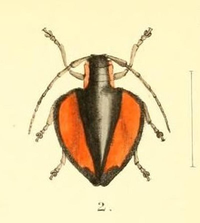 Aid to the identification of insects (Plate 157) (7796367948) -- Ites plagiatus