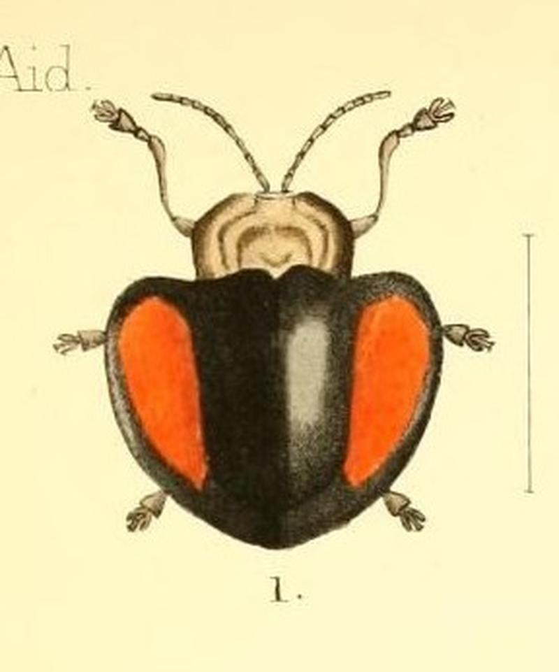 Aid to the identification of insects (Plate 157) (7796367948) -- Mesomphalia latissima