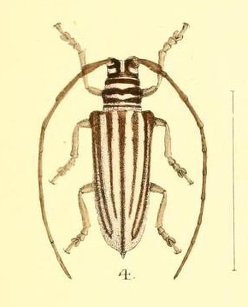 Aid to the identification of insects (Plate 157) (7796367948) -- Rhytiphora dallasii