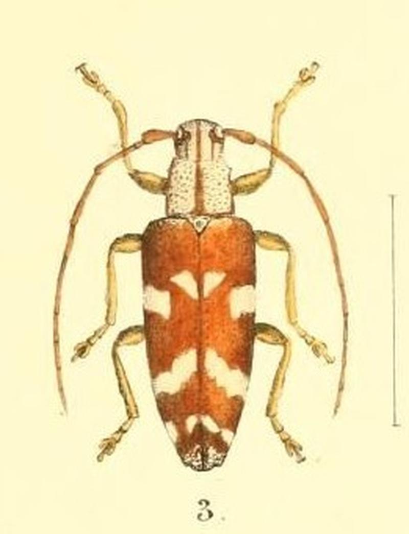 Aid to the identification of insects (Plate 157) (7796367948) -- Tmesisternus lotor