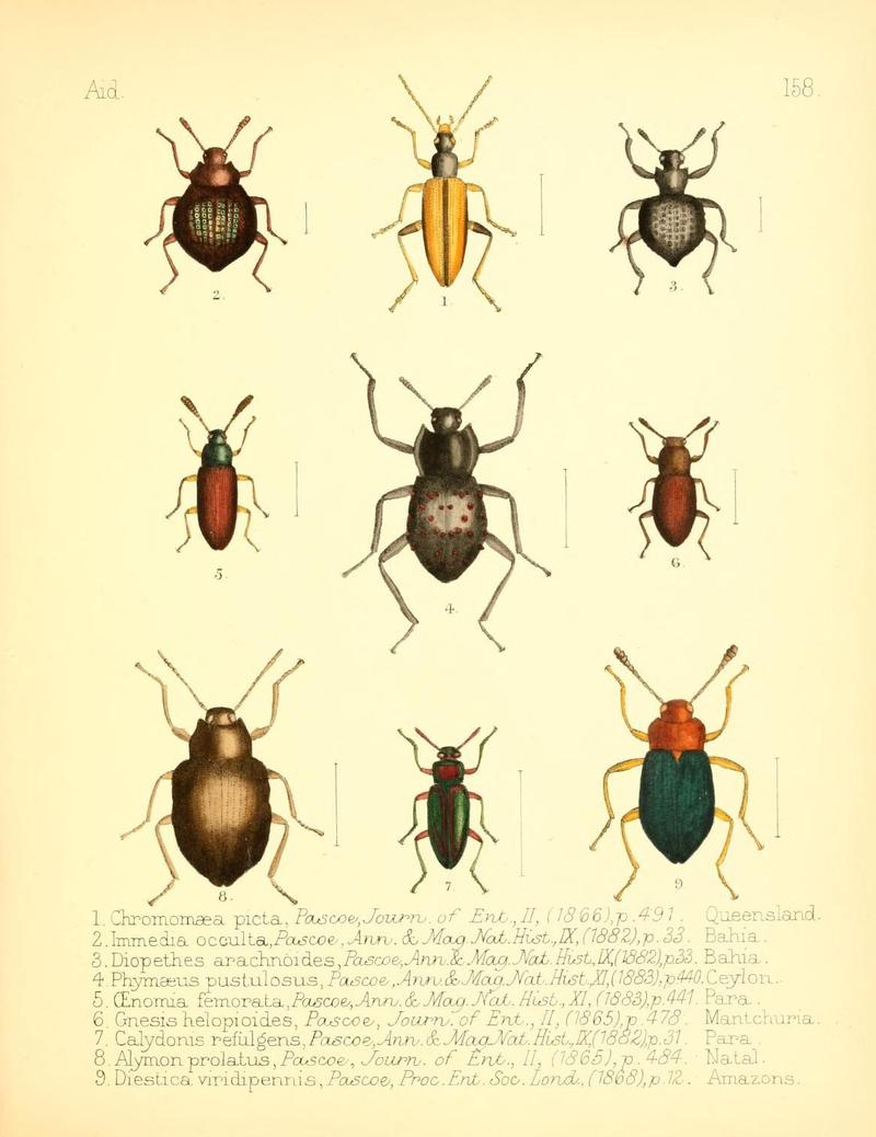 Aid to the identification of insects (Plate 158) (7796368664)