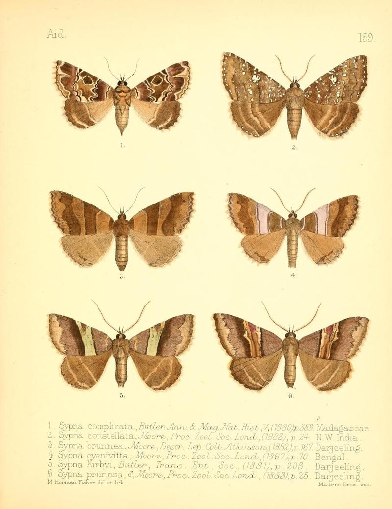Aid to the identification of insects (Plate 159) (7796369444)