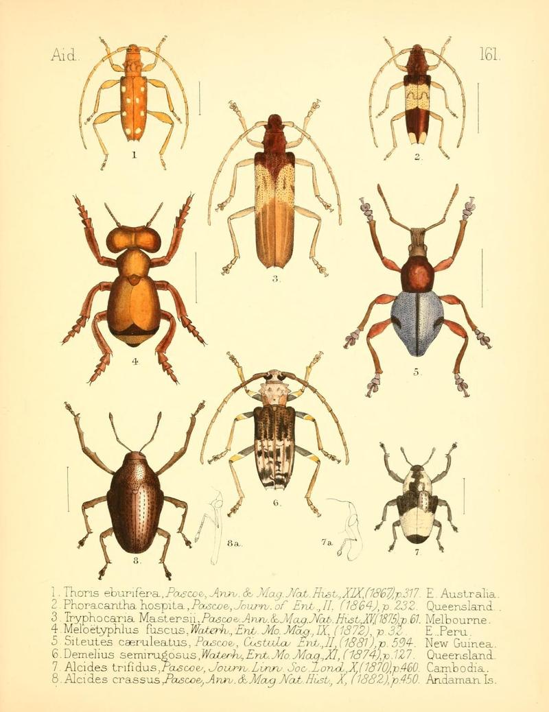 Aid to the identification of insects (Plate 161) (7796370916)