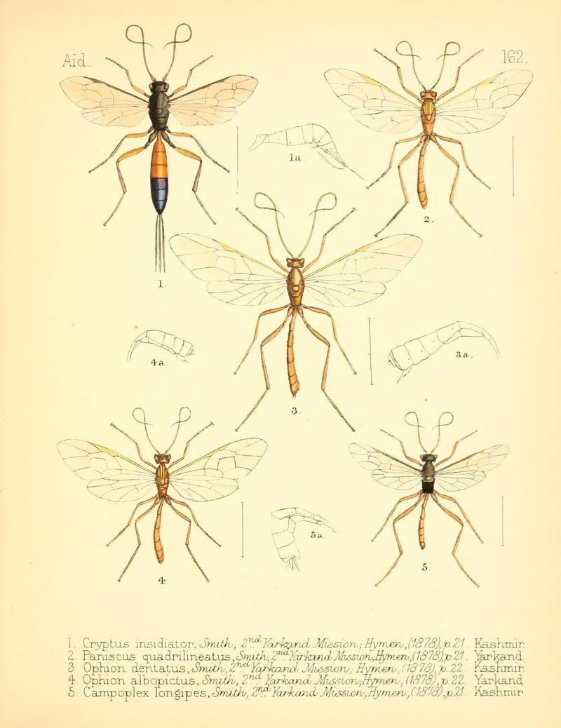 Aid to the identification of insects (Plate 162) (7796371600)