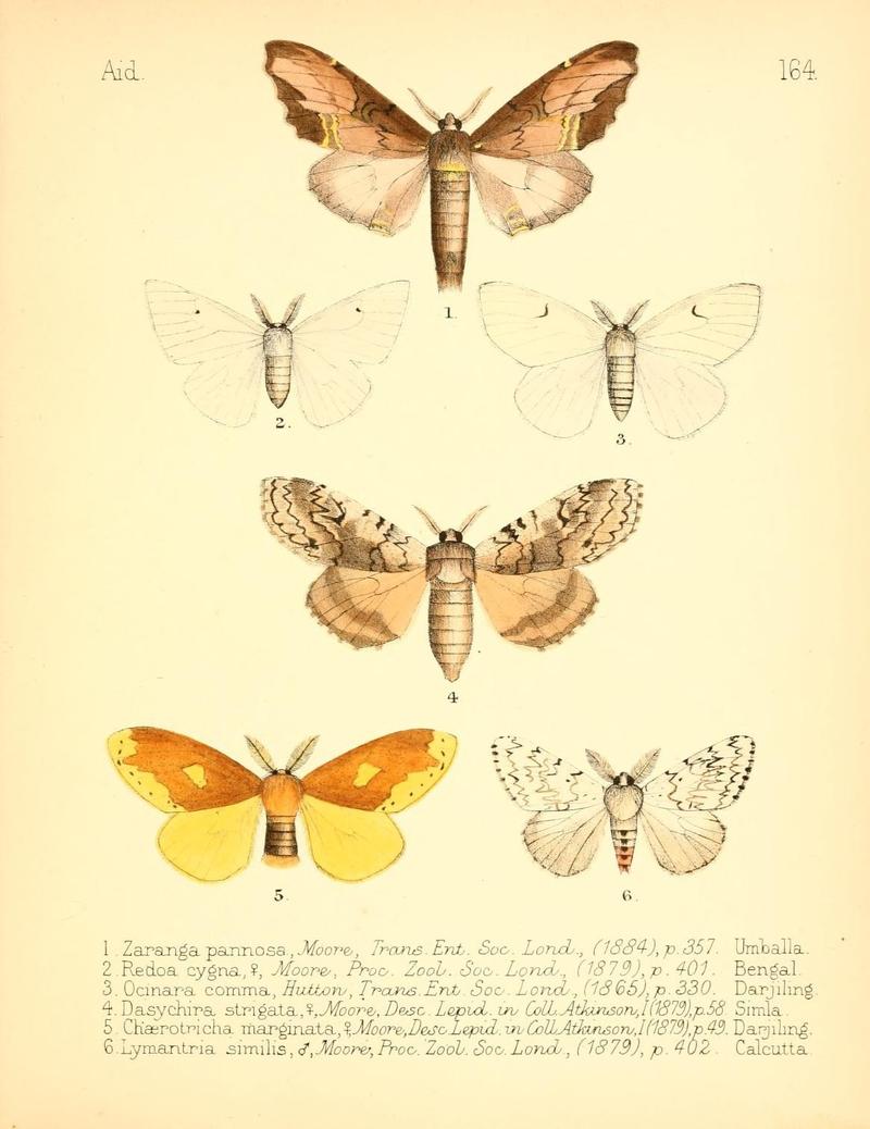 Aid to the identification of insects (Plate 164) (7796372796)