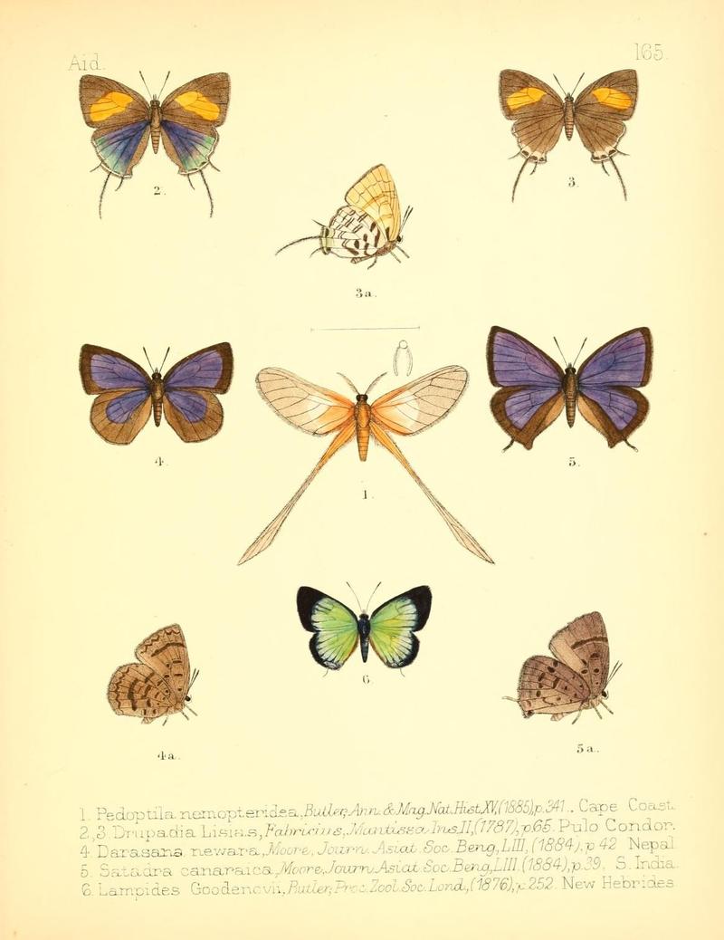 Aid to the identification of insects (Plate 165) (7796373466)