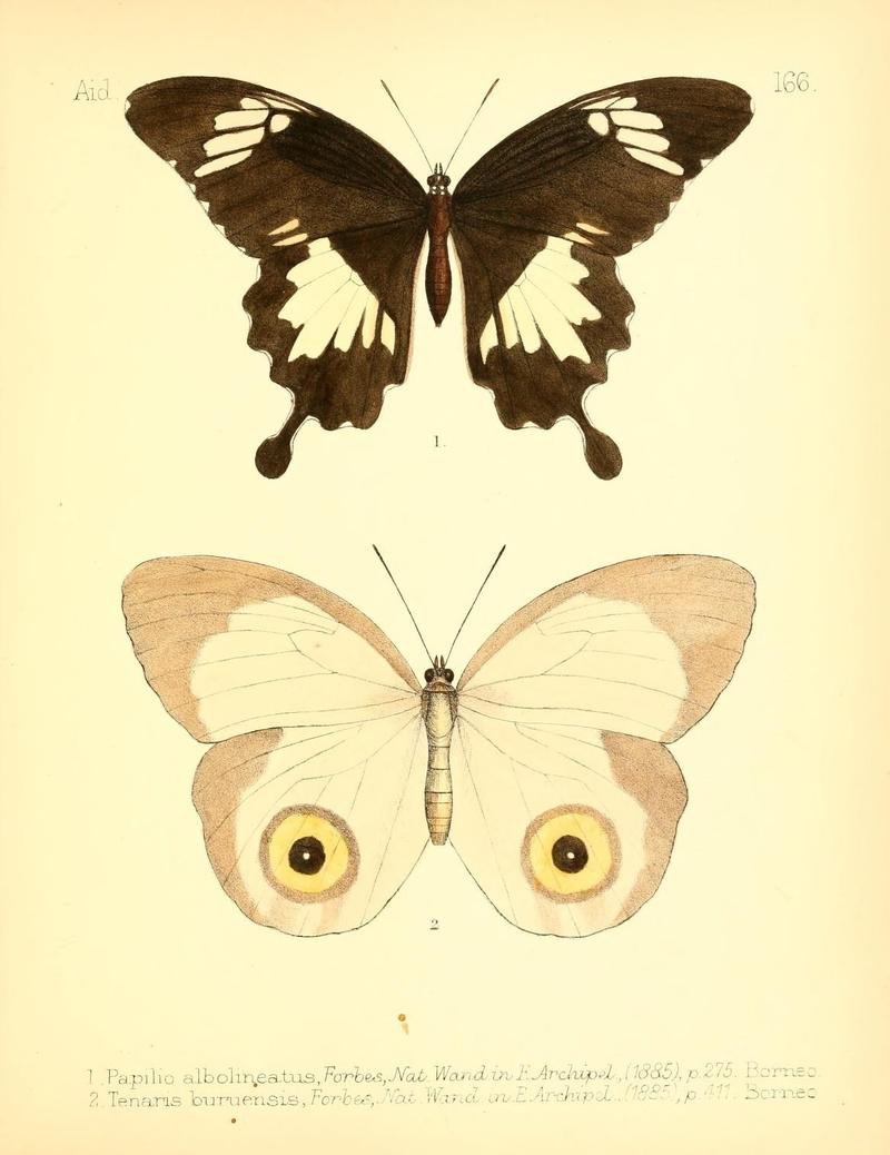 Aid to the identification of insects (Plate 166) (7796374196)
