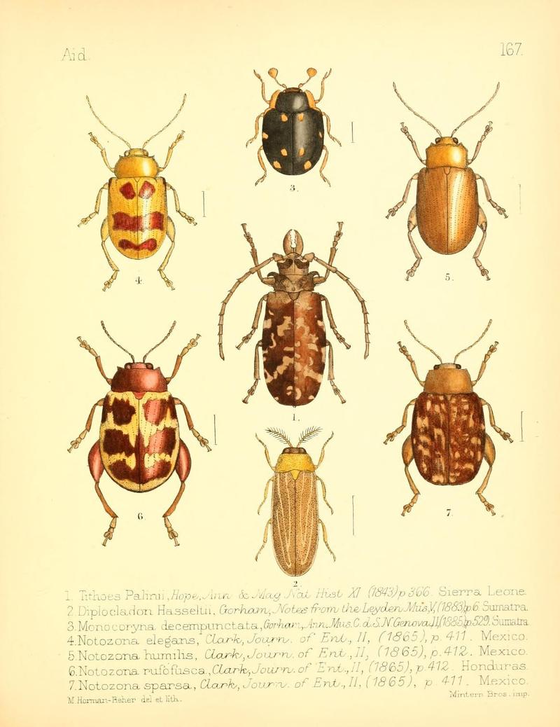 Aid to the identification of insects (Plate 167) (7796374916)