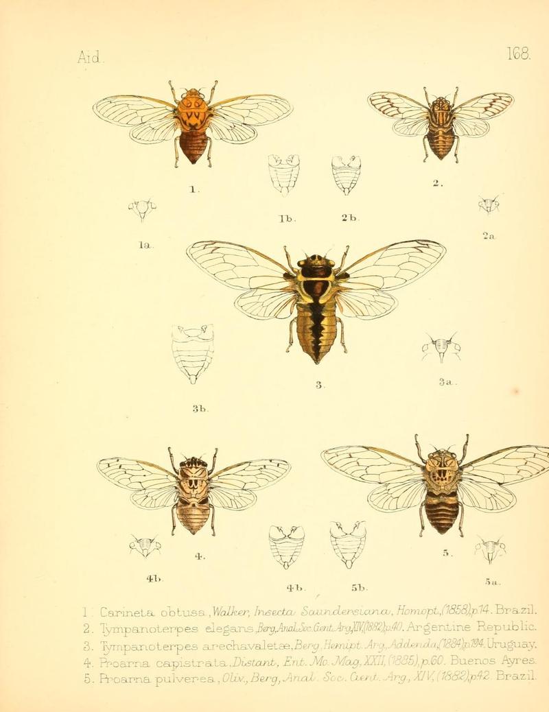 Aid to the identification of insects (Plate 168) (7796375648)