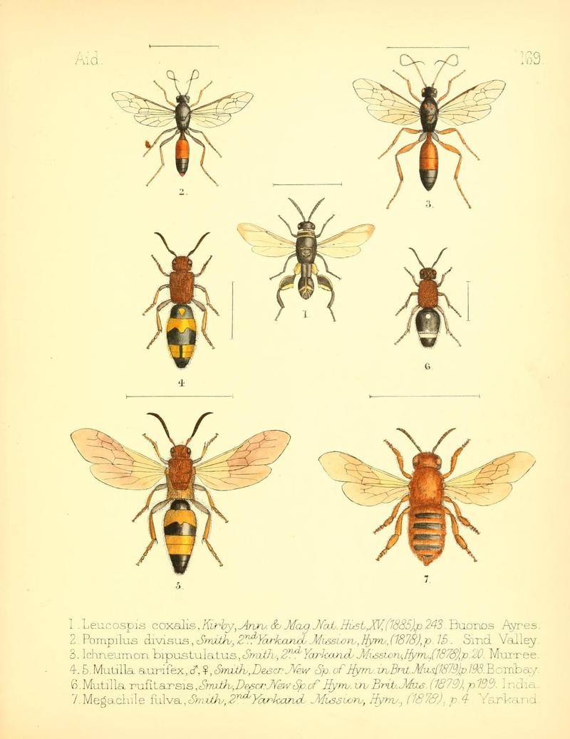 Aid to the identification of insects (Plate 169) (7796376344)