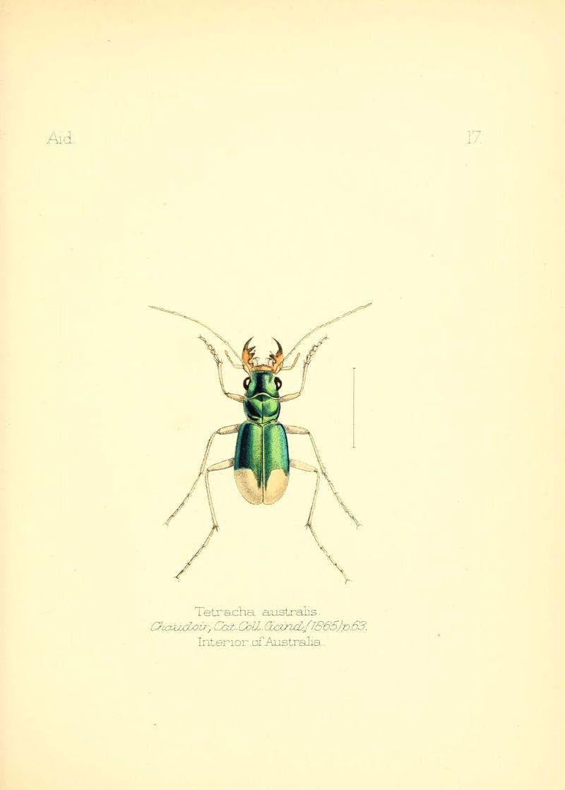 Aid to the identification of insects (Plate 17) (6026373470)