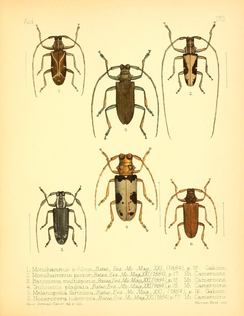 Aid to the identification of insects (Plate 170) (7796377018)