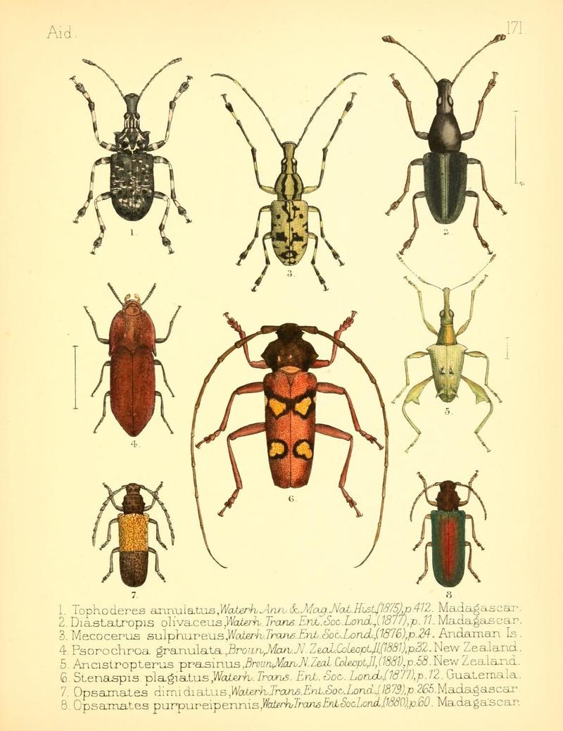 Aid to the identification of insects (Plate 171) (7796377758)