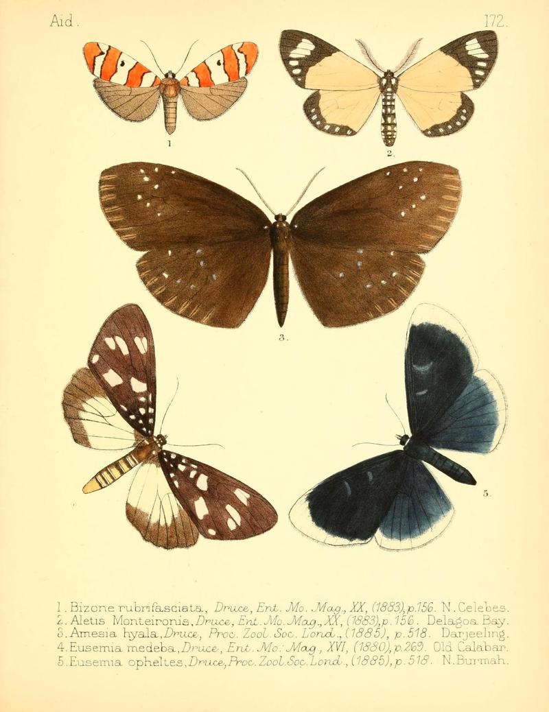 Aid to the identification of insects (Plate 172) (7796378534)