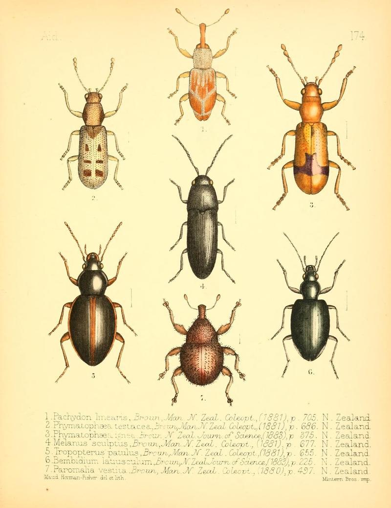 Aid to the identification of insects (Plate 174) (7796379978)