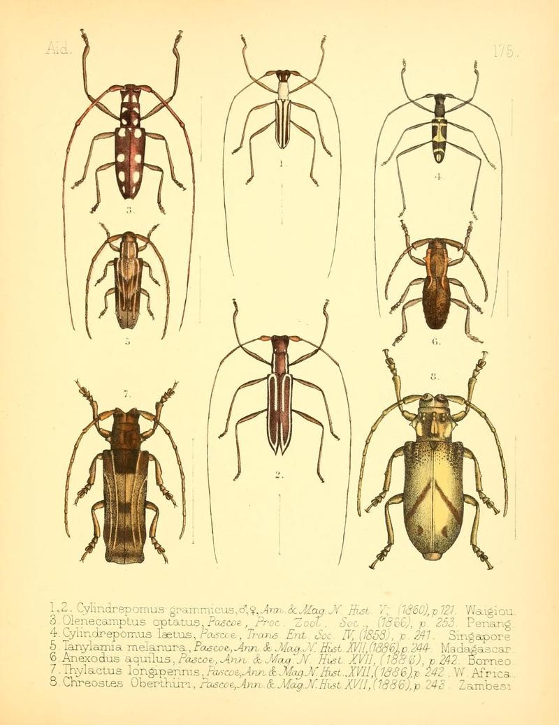 Aid to the identification of insects (Plate 175) (7796380688)