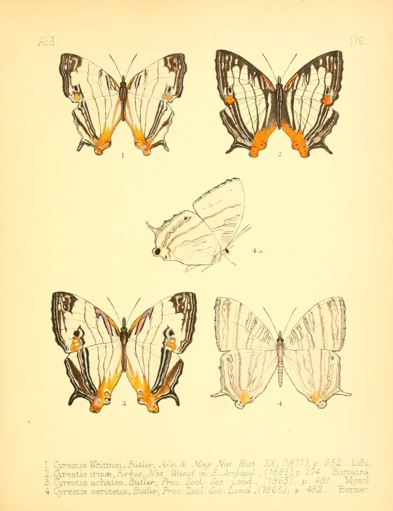 Aid to the identification of insects (Plate 176) (7796381408)