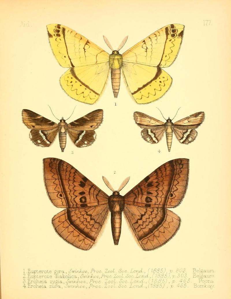 Aid to the identification of insects (Plate 177) (7796382128)