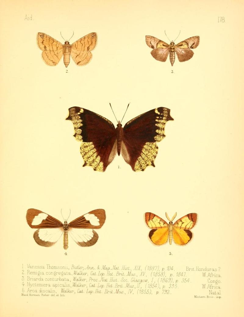 Aid to the identification of insects (Plate 178) (7796382906)