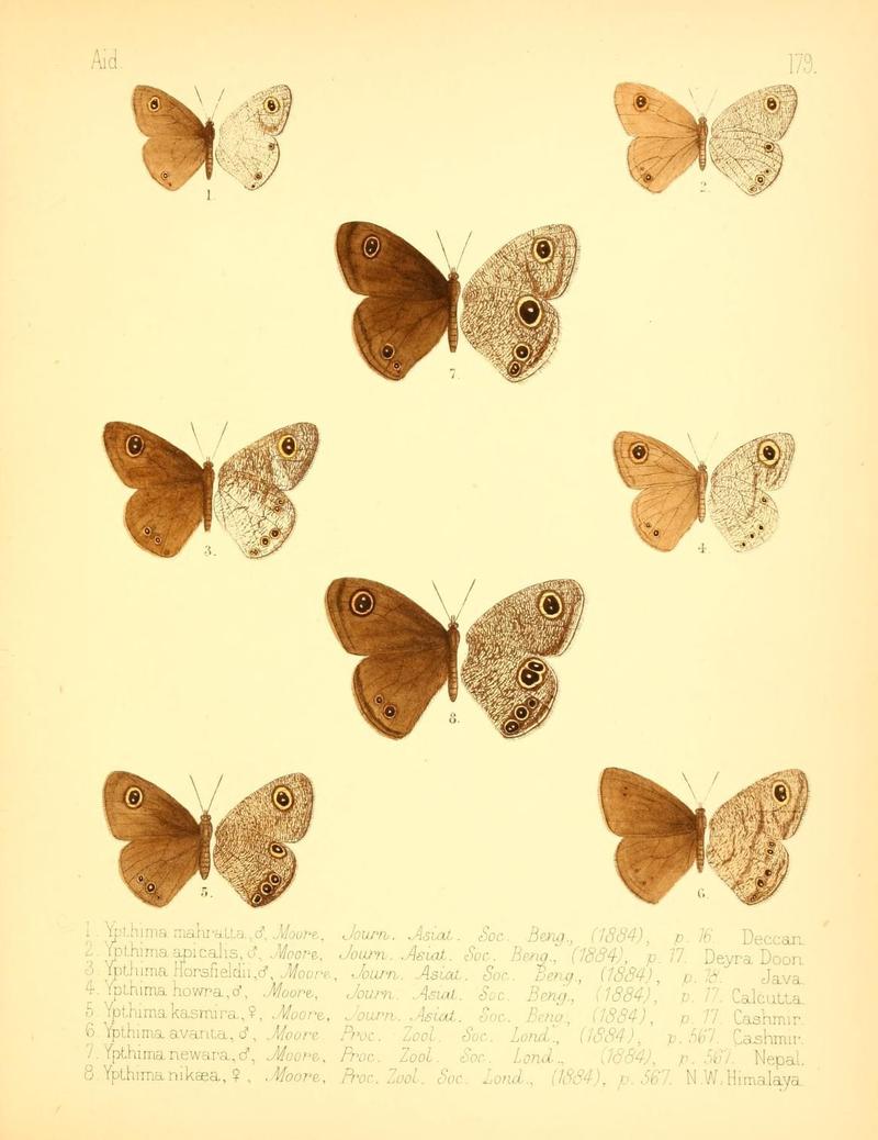 Aid to the identification of insects (Plate 179) (7796383754)