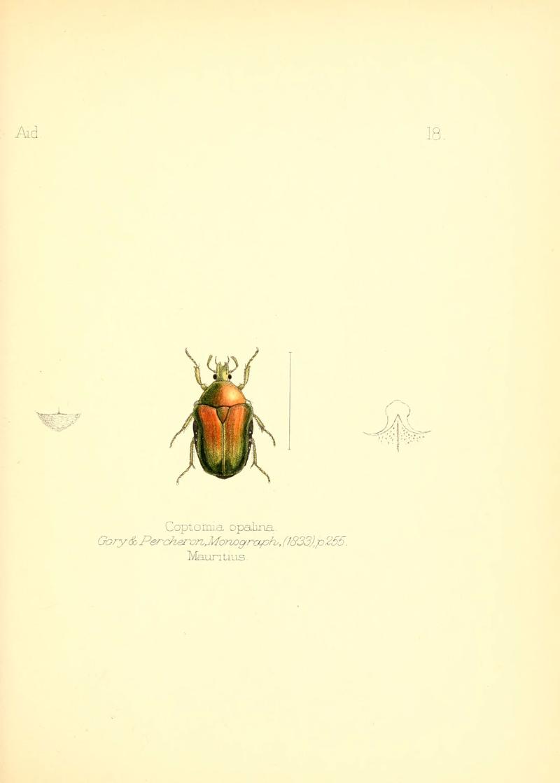 Aid to the identification of insects (Plate 18) (6025817243)