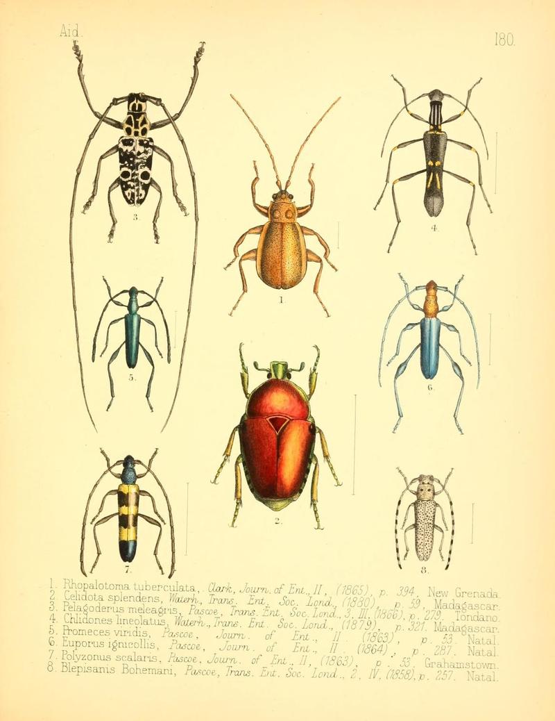 Aid to the identification of insects (Plate 180) (7796384480)