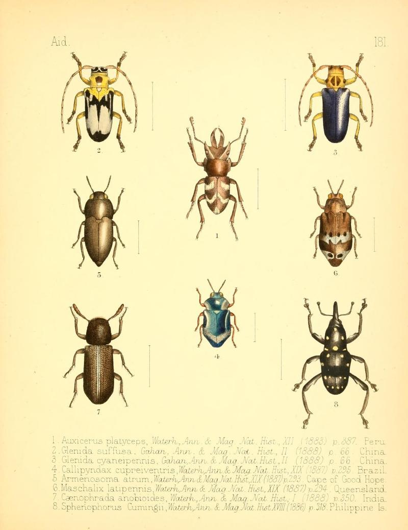 Aid to the identification of insects (Plate 181) (7796385190)
